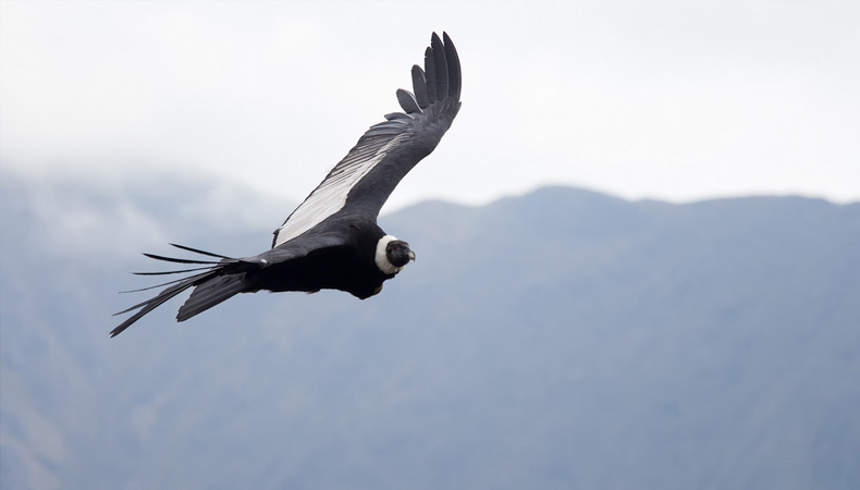 Tour CaÃ±Ã³n de Chonta